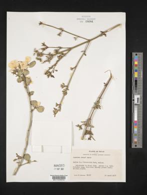 Jasminum mesnyi image