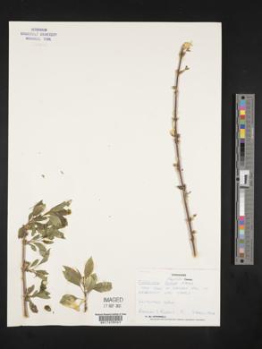 Forsythia ovata image