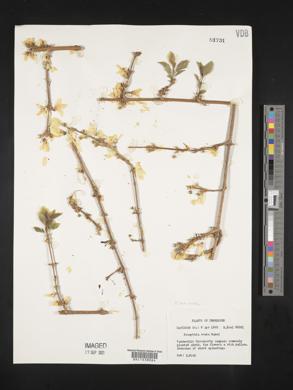 Forsythia ovata image