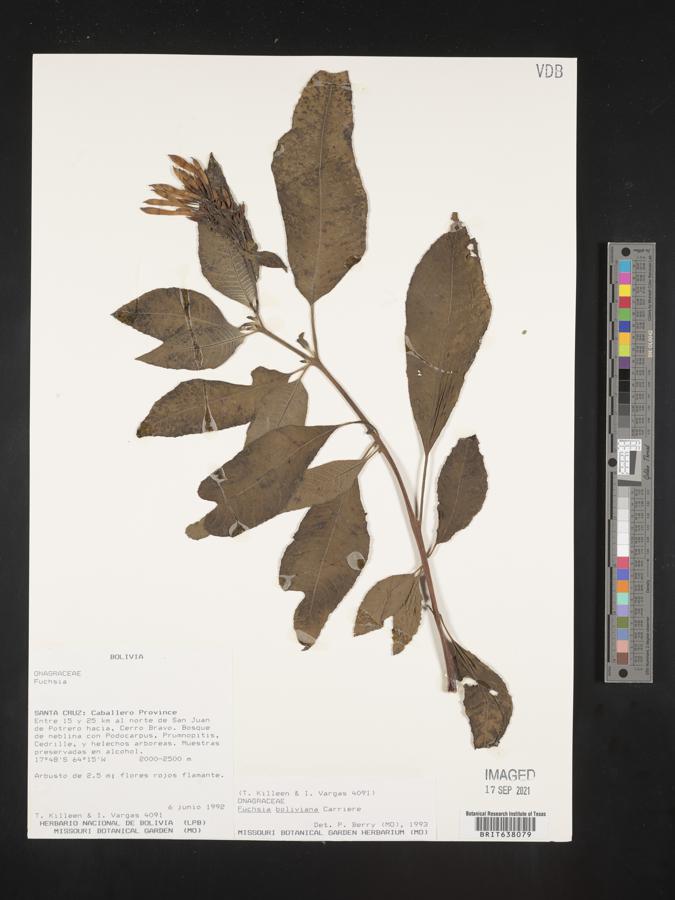 Fuchsia boliviana image
