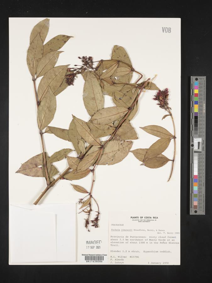 Fuchsia jimenezii image