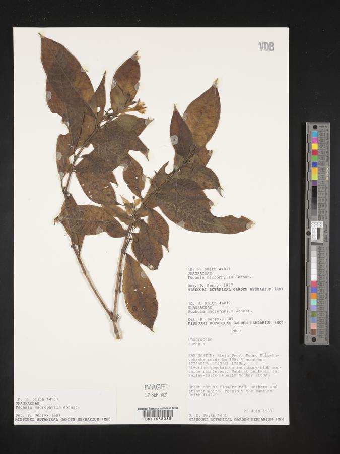 Fuchsia macrophylla image