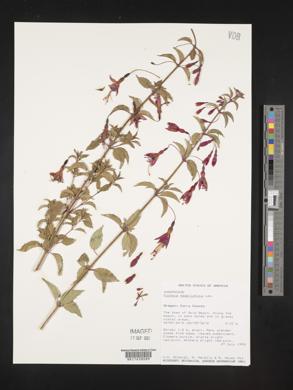 Fuchsia magellanica image