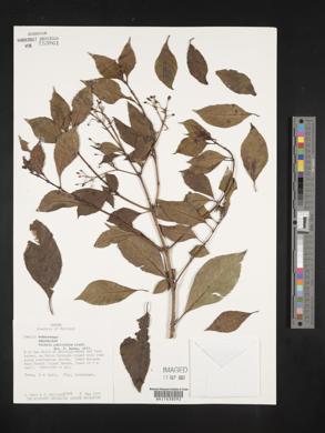 Fuchsia paniculata image