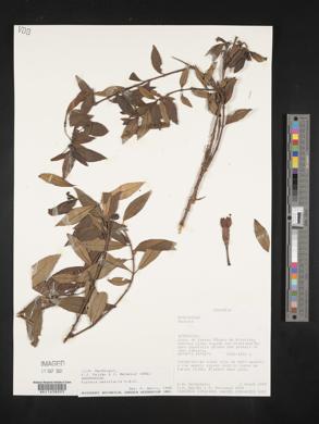 Fuchsia petiolaris image