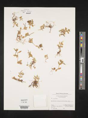 Epilobium anagallidifolium image