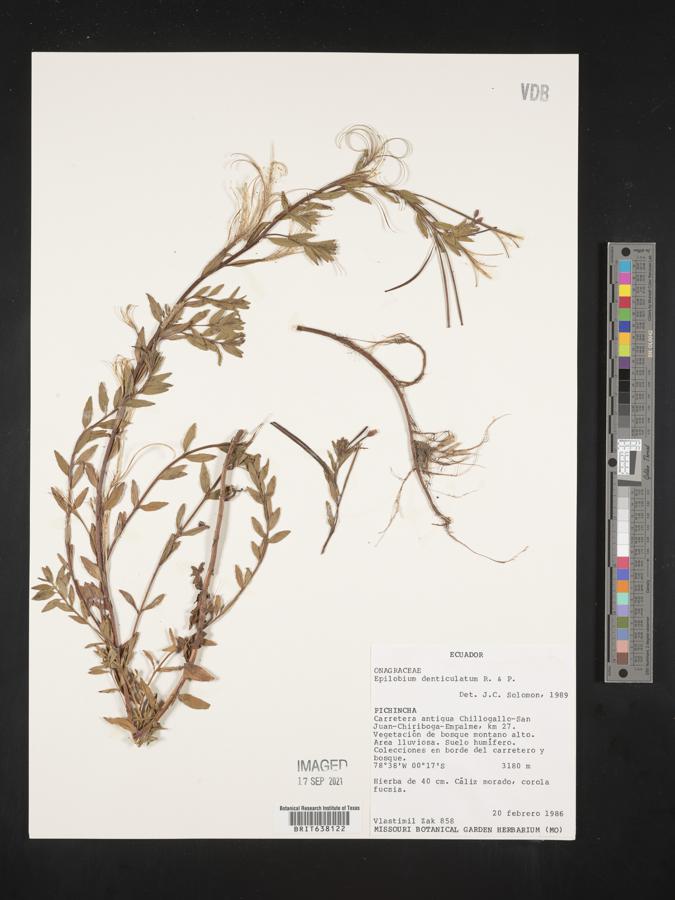 Epilobium denticulatum image