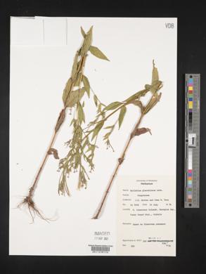 Epilobium ciliatum subsp. glandulosum image