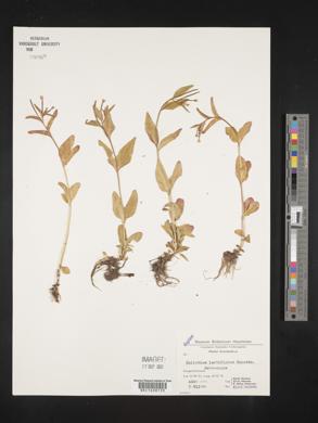 Epilobium lactiflorum image