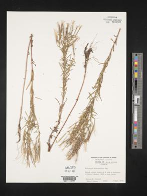 Epilobium leptophyllum image