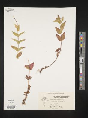 Epilobium montanum image