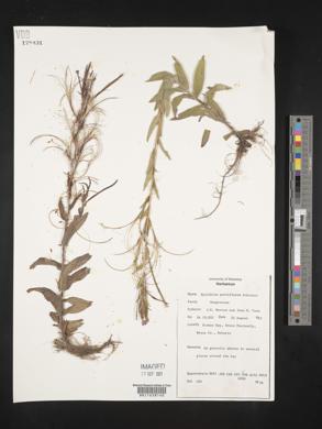 Epilobium parviflorum image