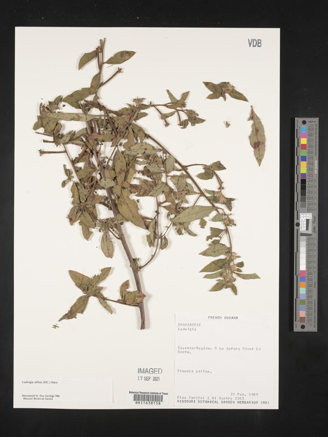 Ludwigia affinis image