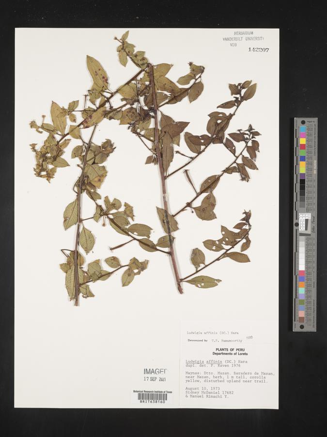 Ludwigia affinis image