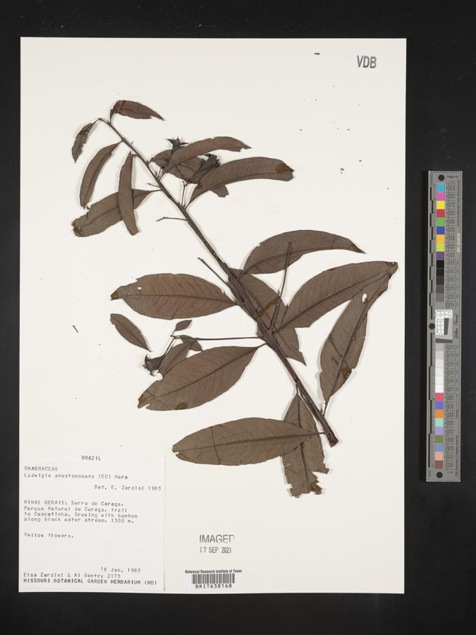 Ludwigia anastomosans image