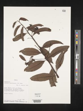 Image of Ludwigia anastomosans