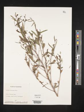 Ludwigia decurrens image