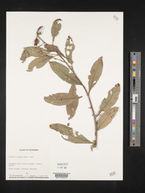 Ludwigia elegans image