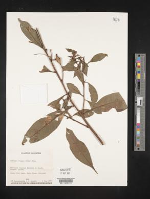 Ludwigia elegans image