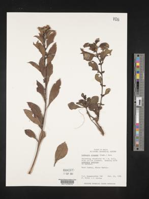 Ludwigia elegans image