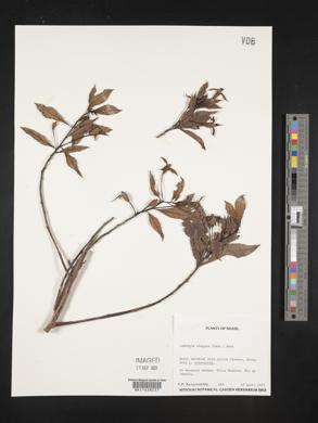 Ludwigia elegans image