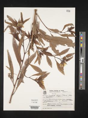 Ludwigia elegans image