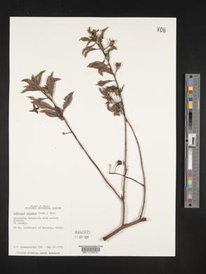 Ludwigia elegans image