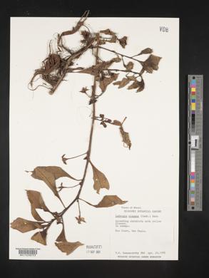 Ludwigia elegans image