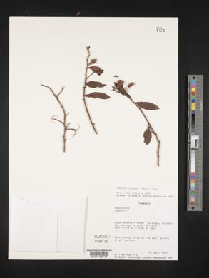 Ludwigia elegans image