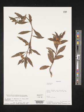 Ludwigia elegans image