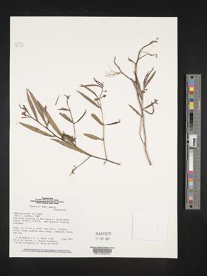 Ludwigia erecta image