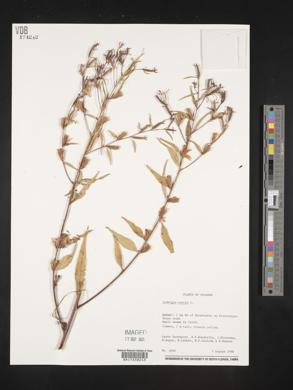 Ludwigia erecta image