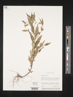 Ludwigia erecta image