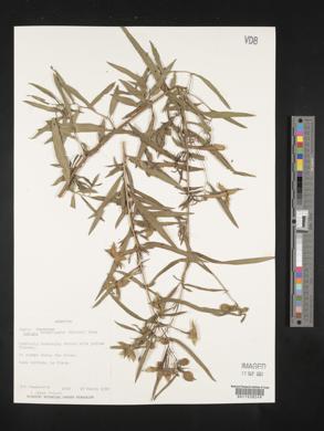 Ludwigia bonariensis image