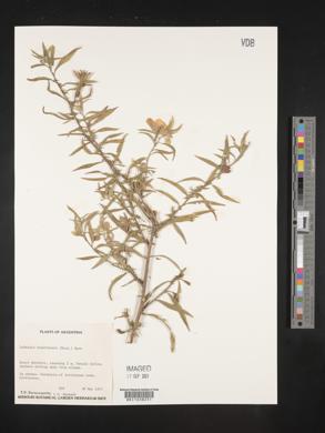 Ludwigia bonariensis image