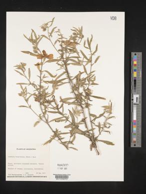 Ludwigia bonariensis image