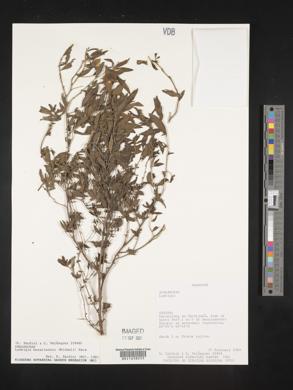 Ludwigia bonariensis image