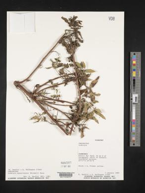 Ludwigia bonariensis image