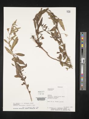 Ludwigia bonariensis image