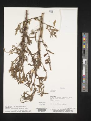 Ludwigia bonariensis image