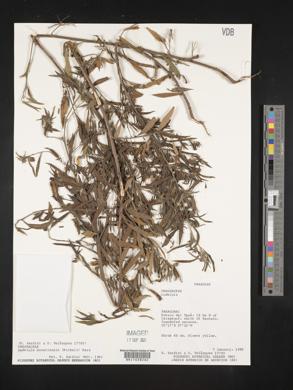 Ludwigia bonariensis image