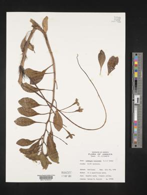 Image of Ludwigia inclinata