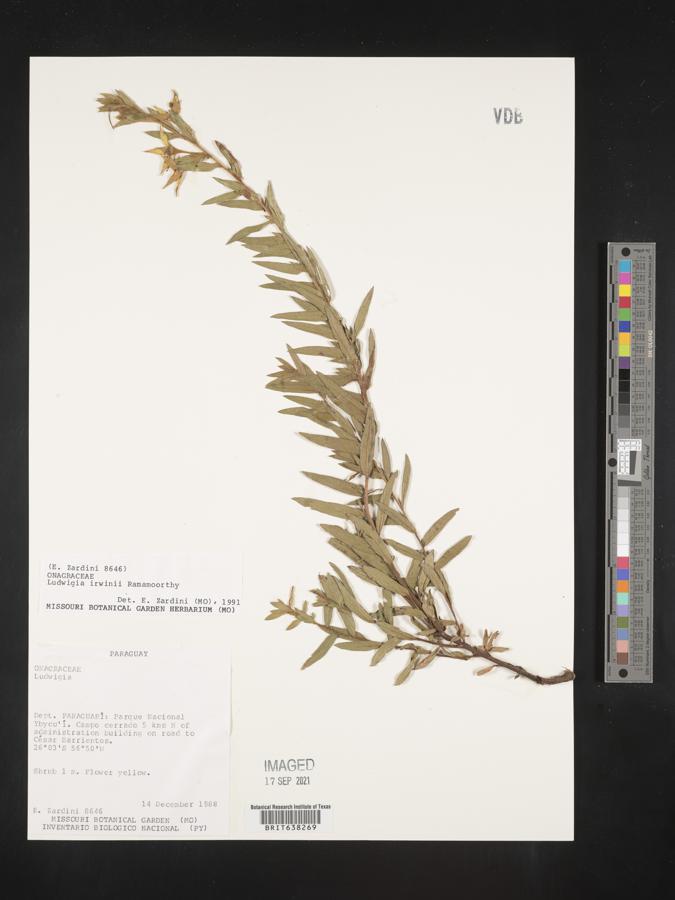 Ludwigia irwinii image