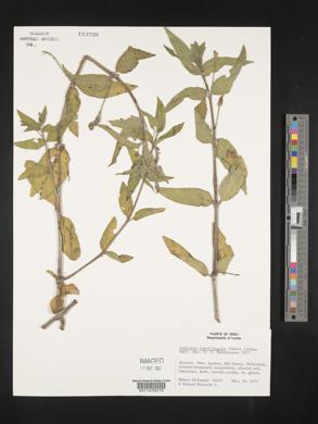 Justicia laevilinguis image