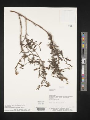 Ludwigia lagunae image