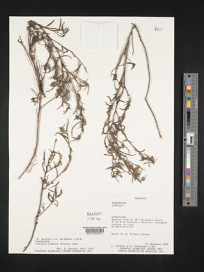 Ludwigia lagunae image