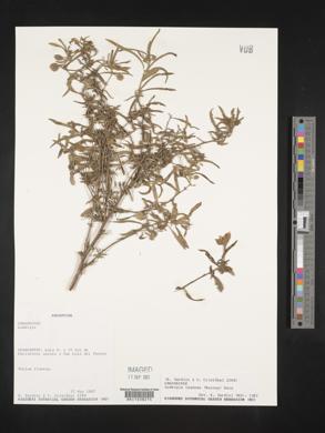 Ludwigia lagunae image