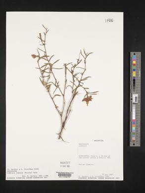 Ludwigia lagunae image