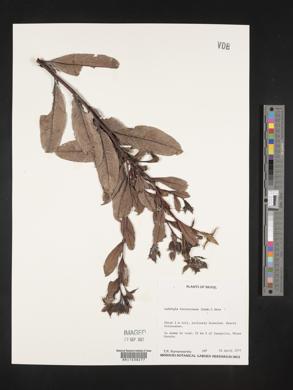Ludwigia laruotteana image