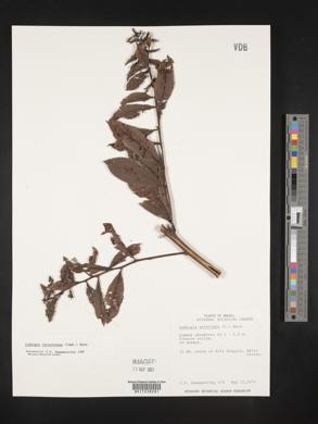 Ludwigia laruotteana image